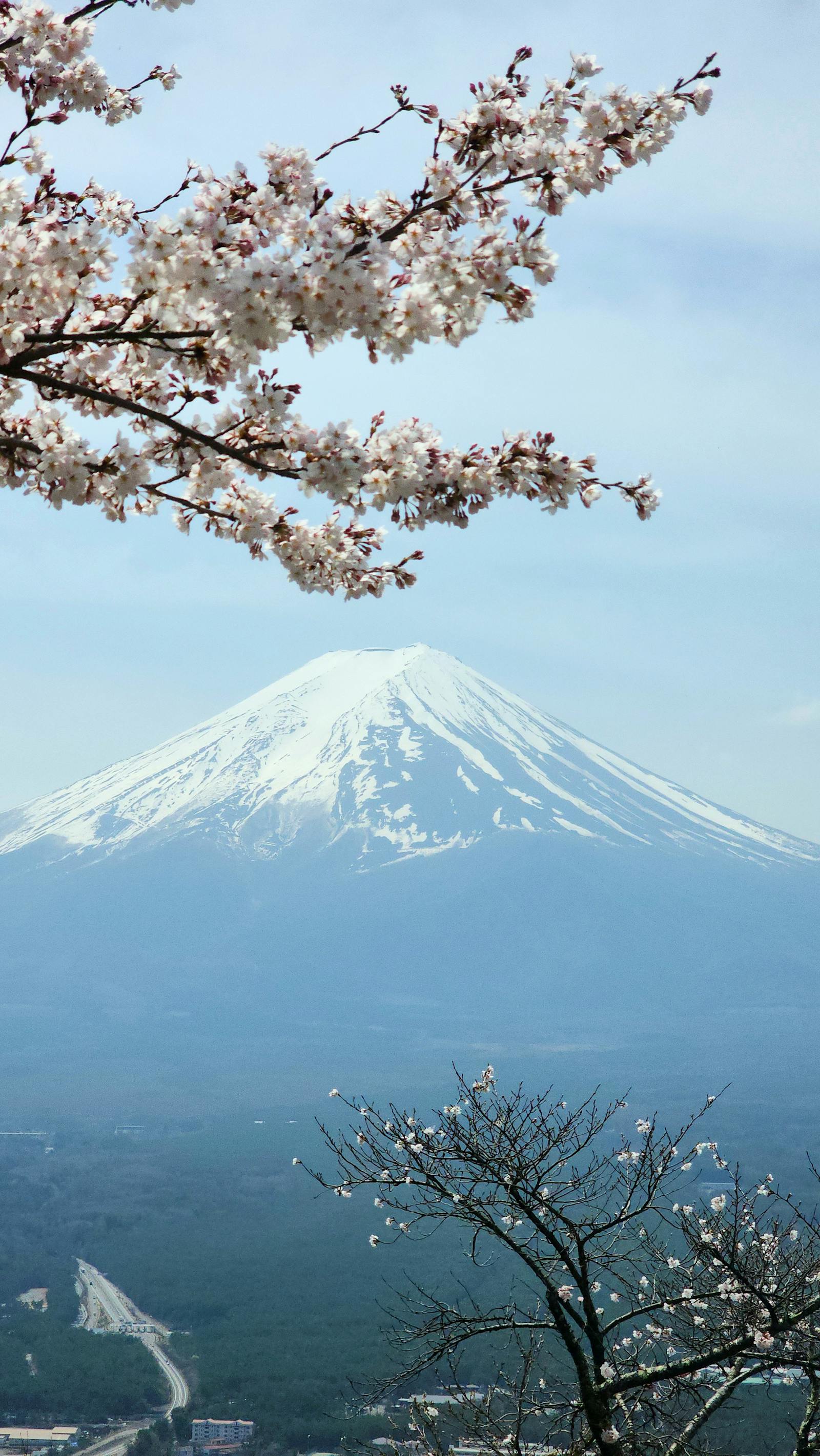 Sakura Hanami — Tokyo & Kyoto — Ueno Park